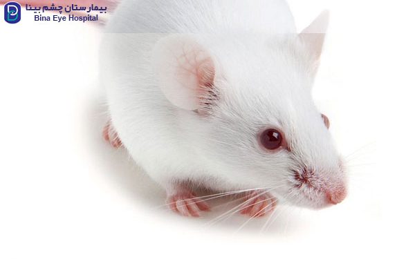 بازیابی بینایی در موش‌ها با استفاده از ژن درمانی